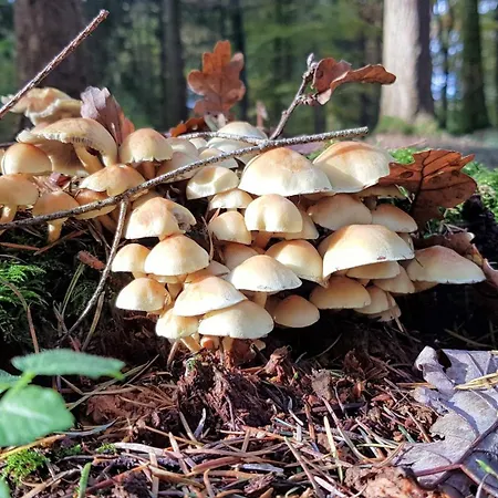 ヴィラ Du Vieux Chene *