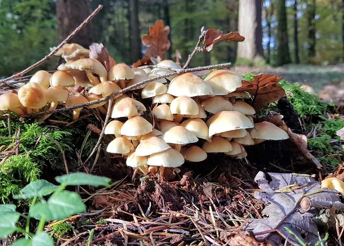 Villa Du Vieux Chene *